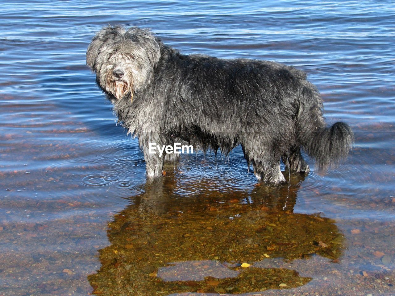 Wet dog standing in lake