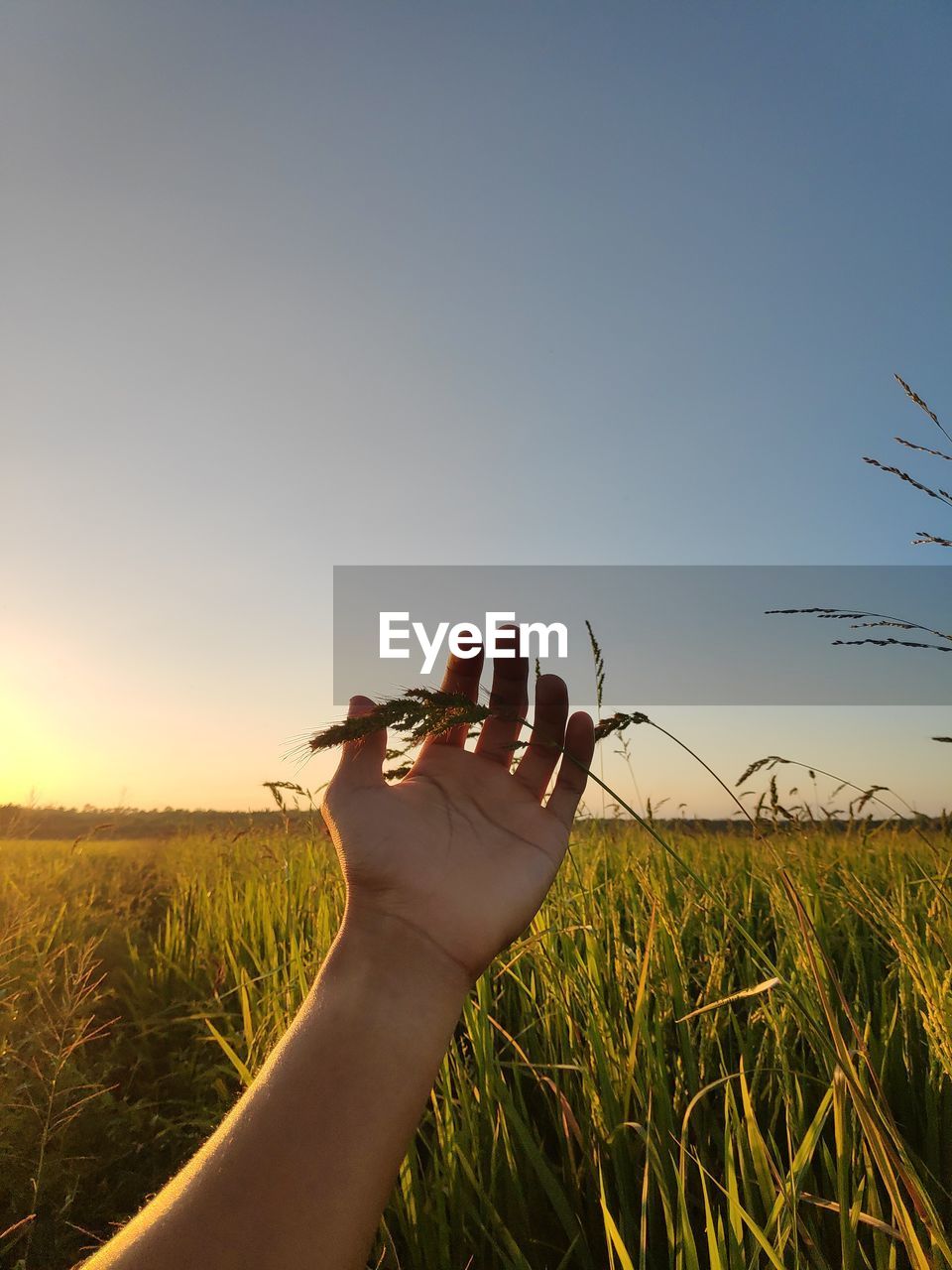 Cropped hand holding plant on land against clear sky at sunset