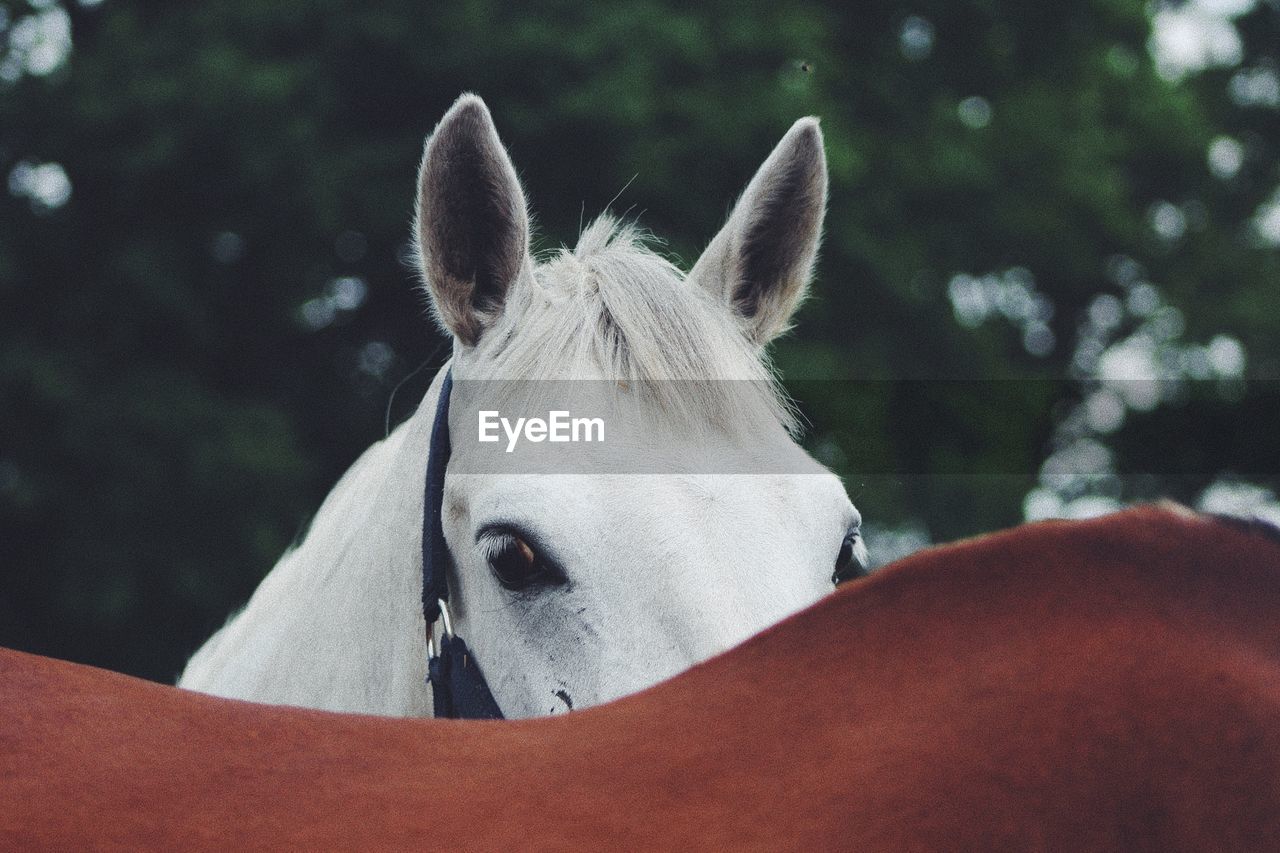 CLOSE-UP PORTRAIT OF A HORSE