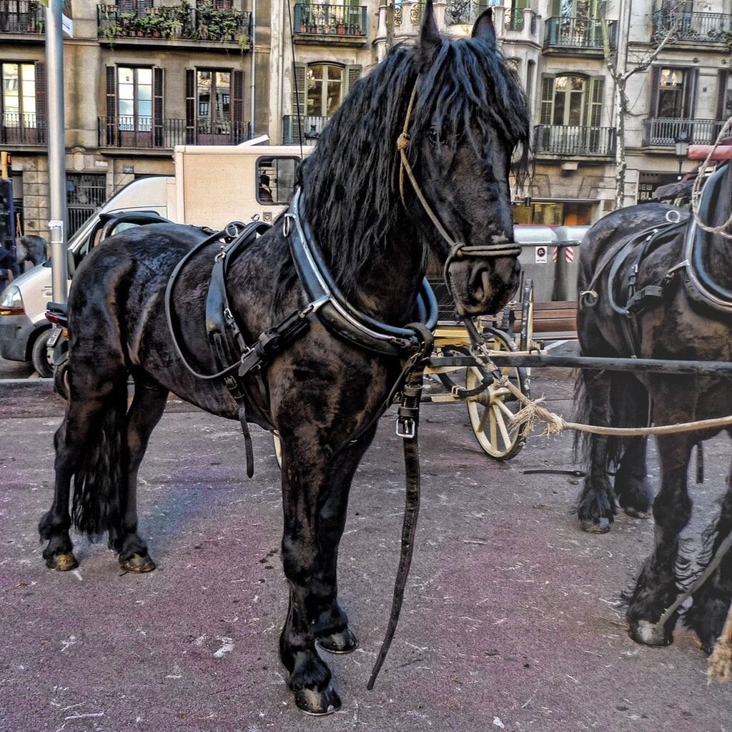 Black horses standing on street