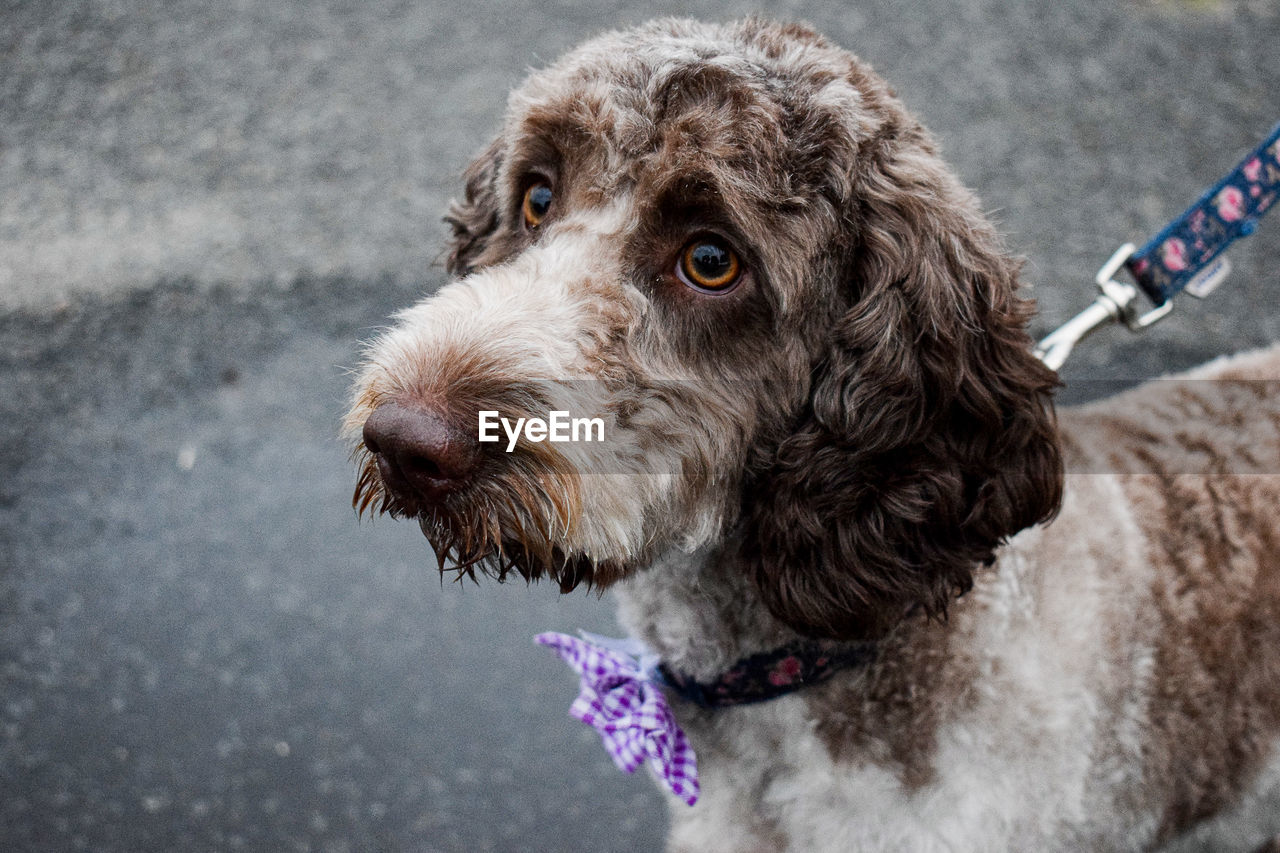 pet, one animal, dog, domestic animals, animal themes, animal, canine, mammal, cockapoo, puppy, pet collar, collar, no people, animal body part, day, carnivore, poodle, animal hair, close-up, looking, focus on foreground, portrait, looking away