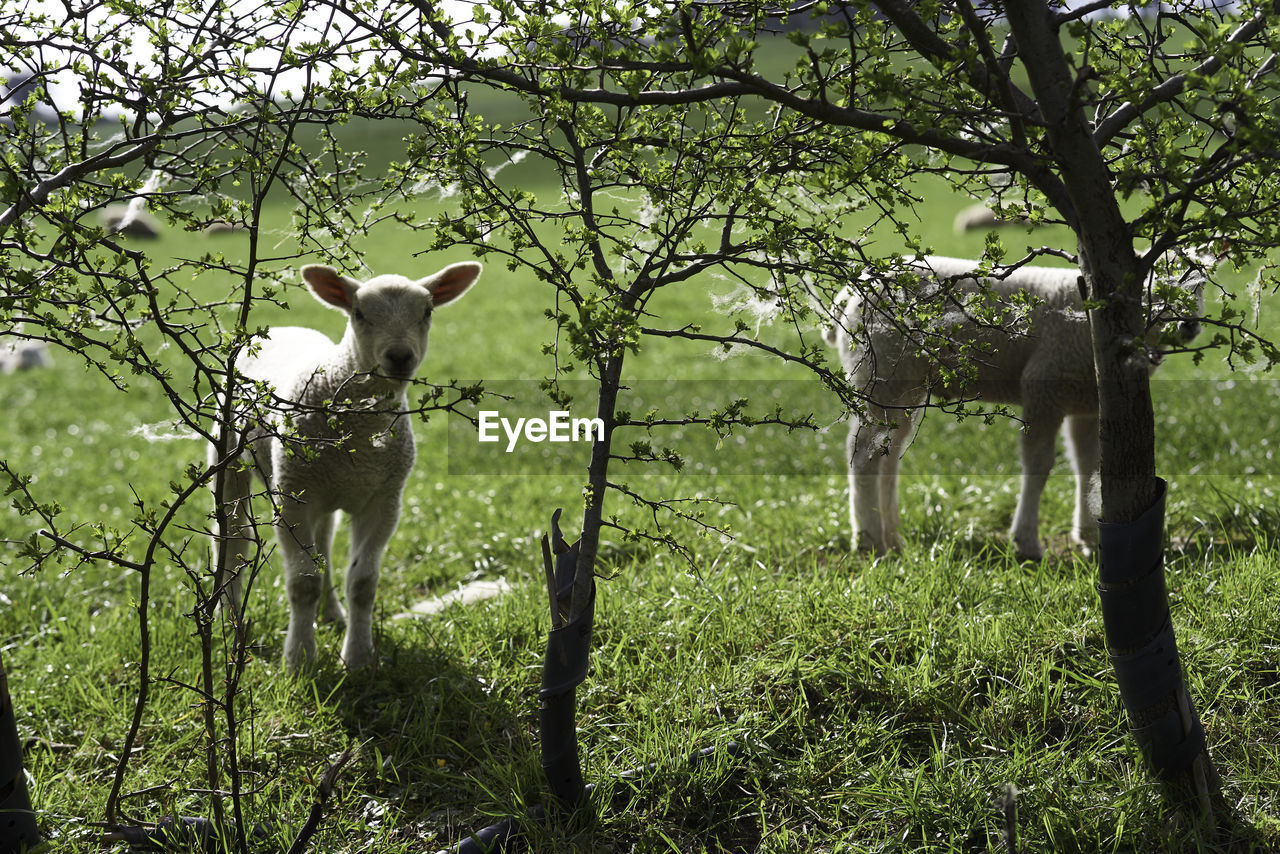 Lambs standing in a field behind bushes