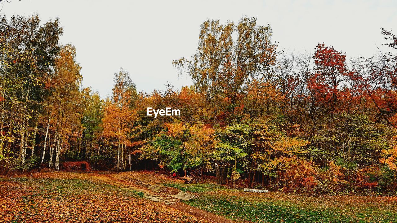 TREES AND PLANTS IN FOREST