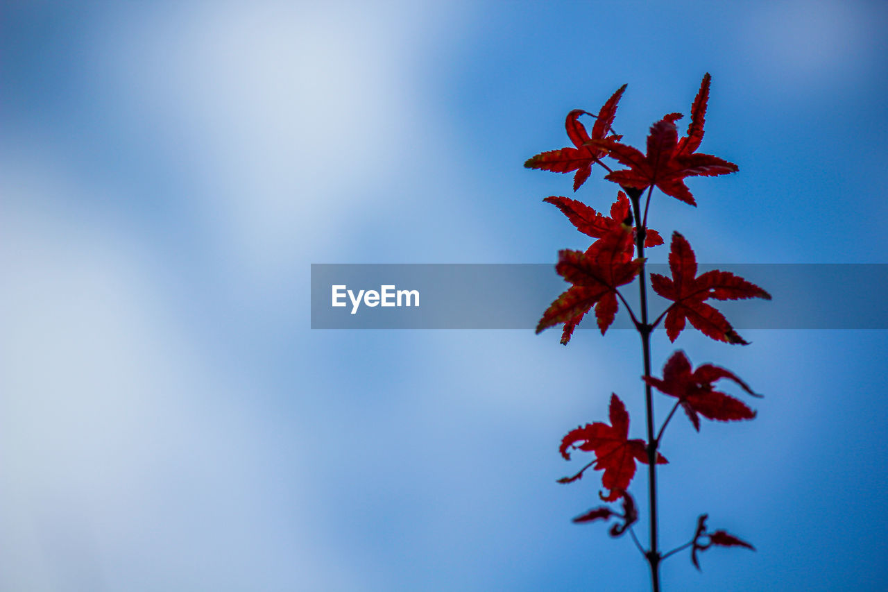 Low angle view of maple tree against blue sky