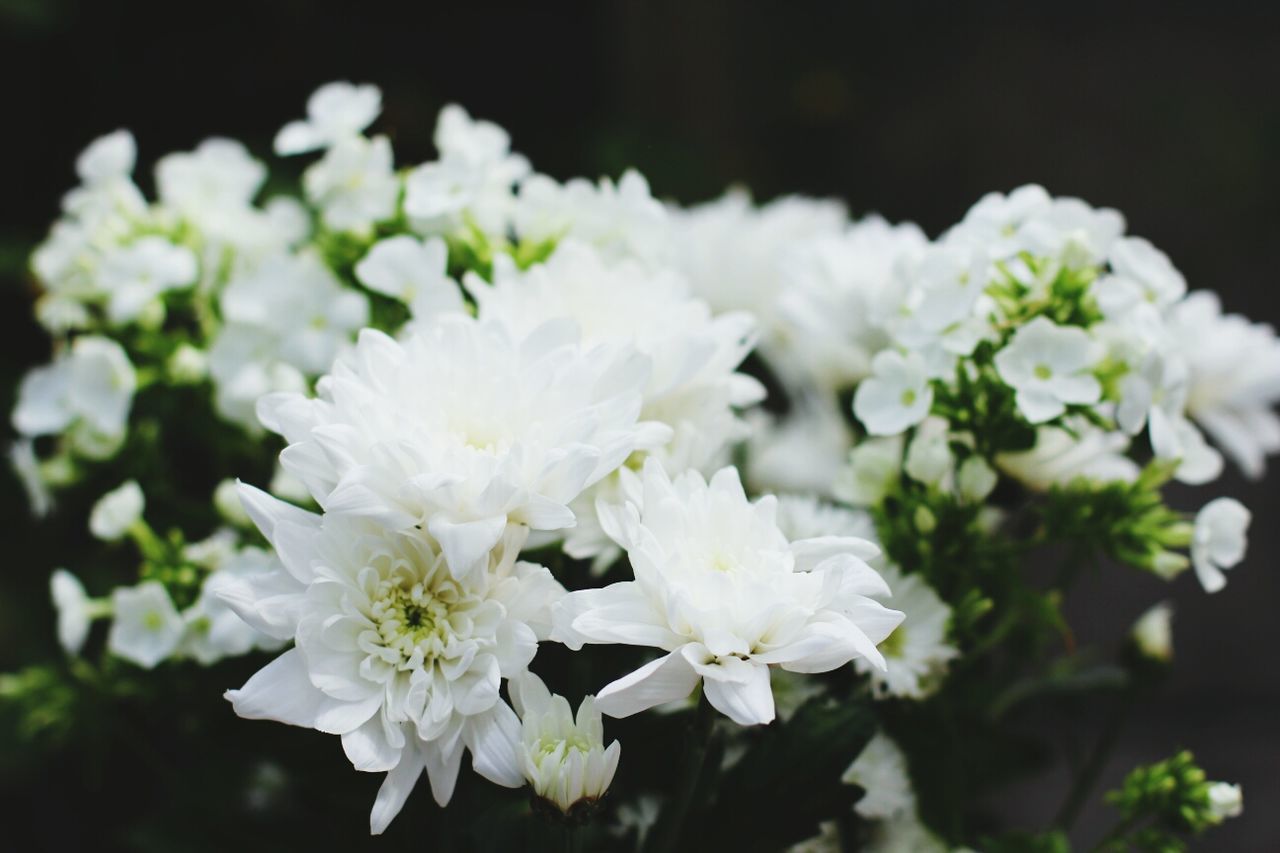 High angle view of white flowers