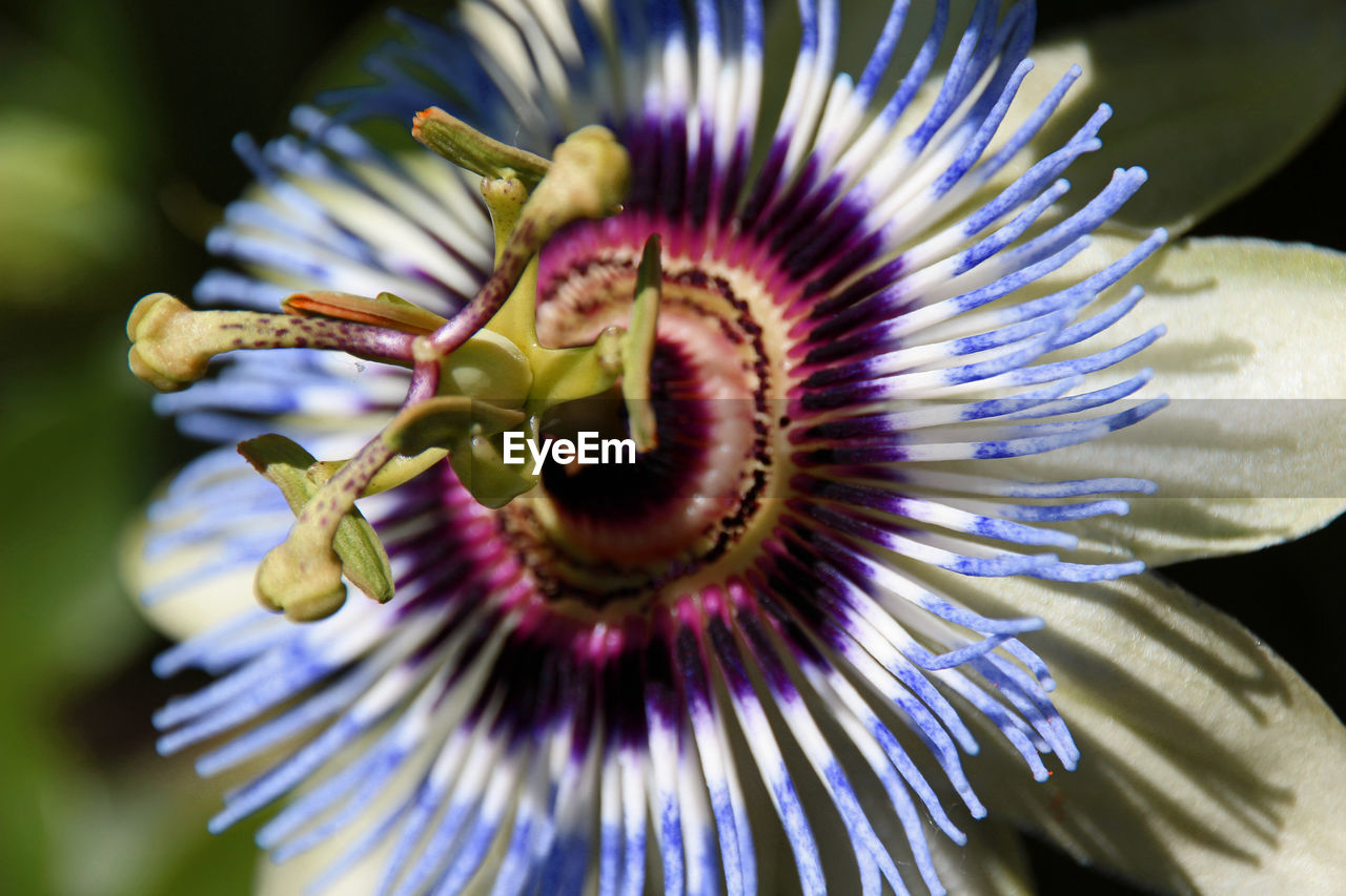 Close-up of passion flower blooming at park