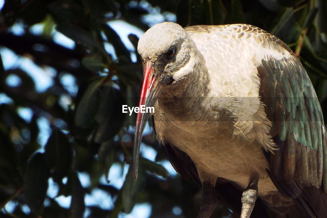 CLOSE-UP OF PARROT