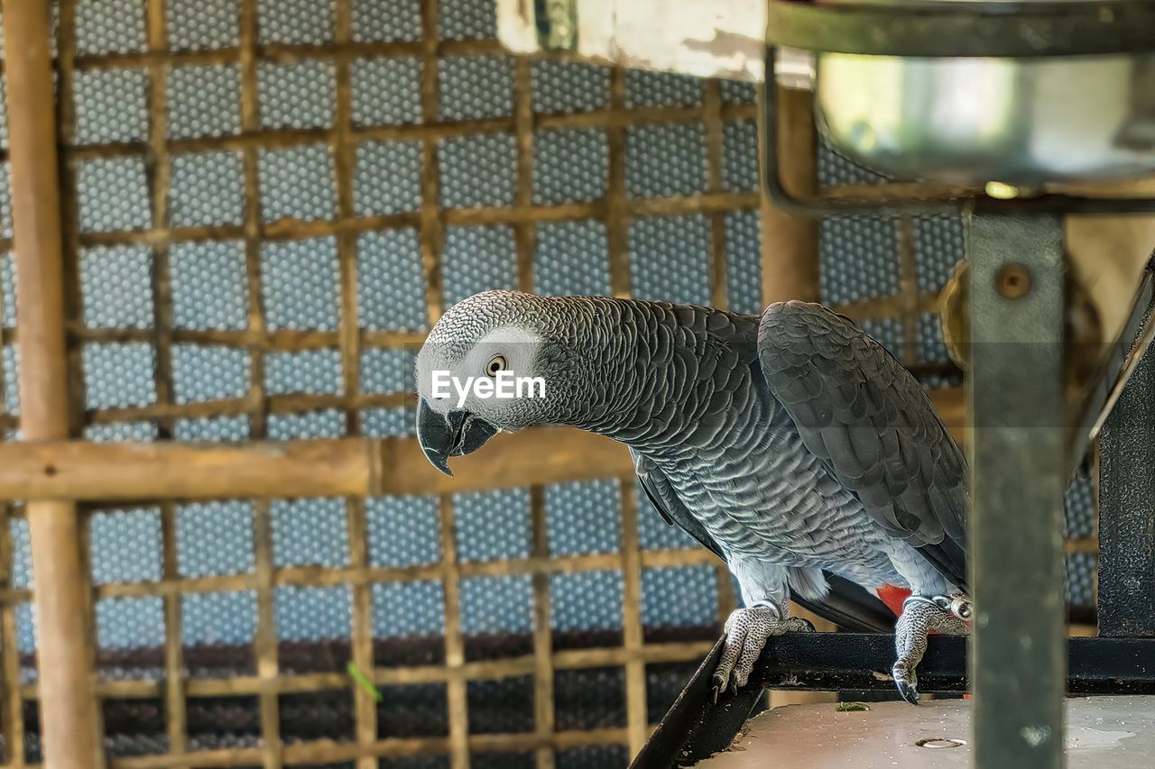 Grey parrot beautiful not caged.