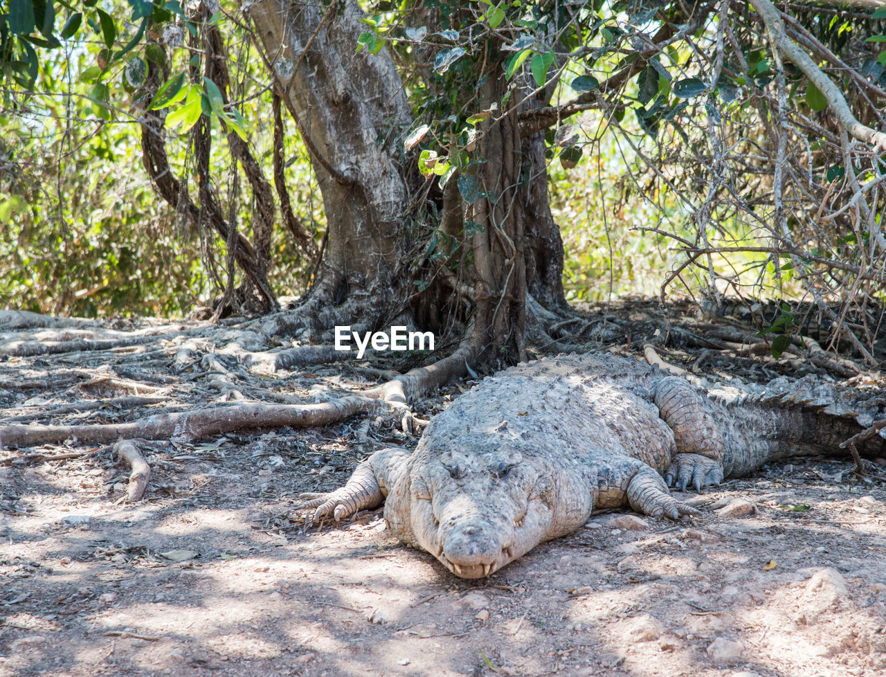 View of large crocodile in habitat