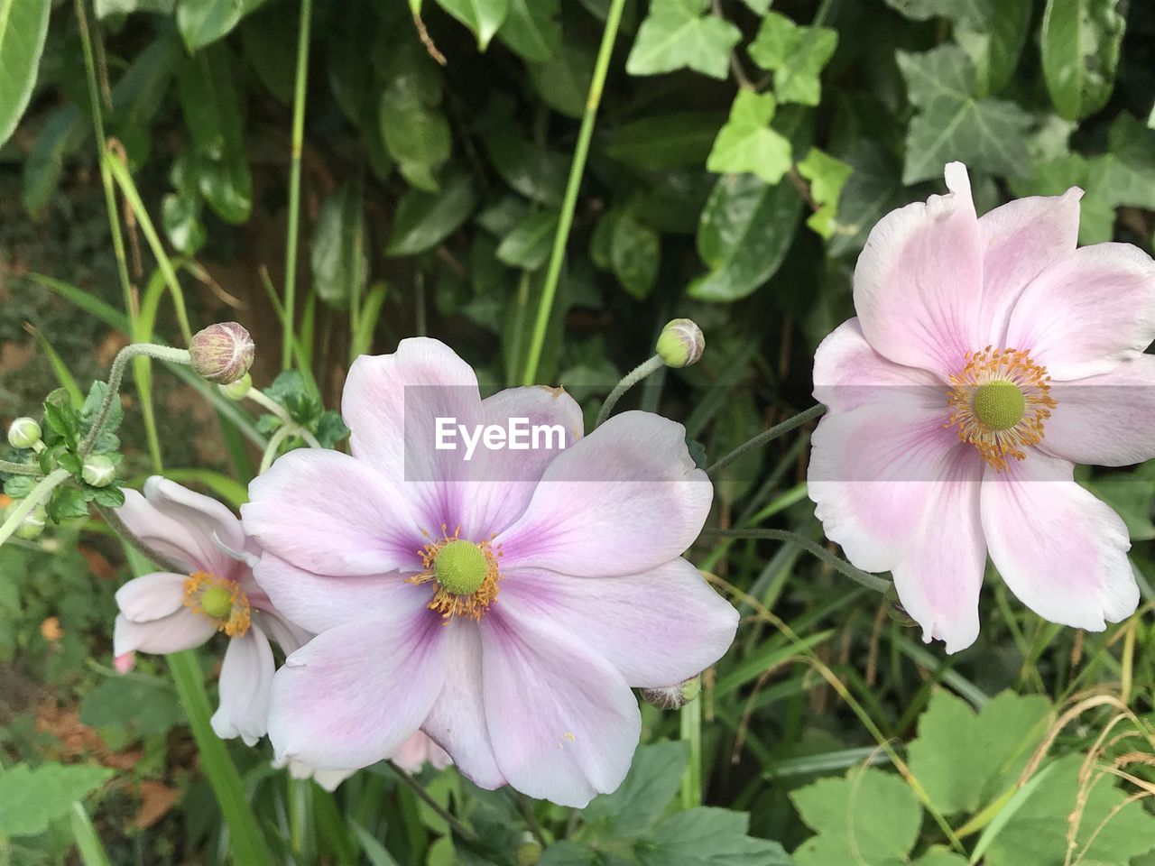 CLOSE-UP OF PINK FLOWERS