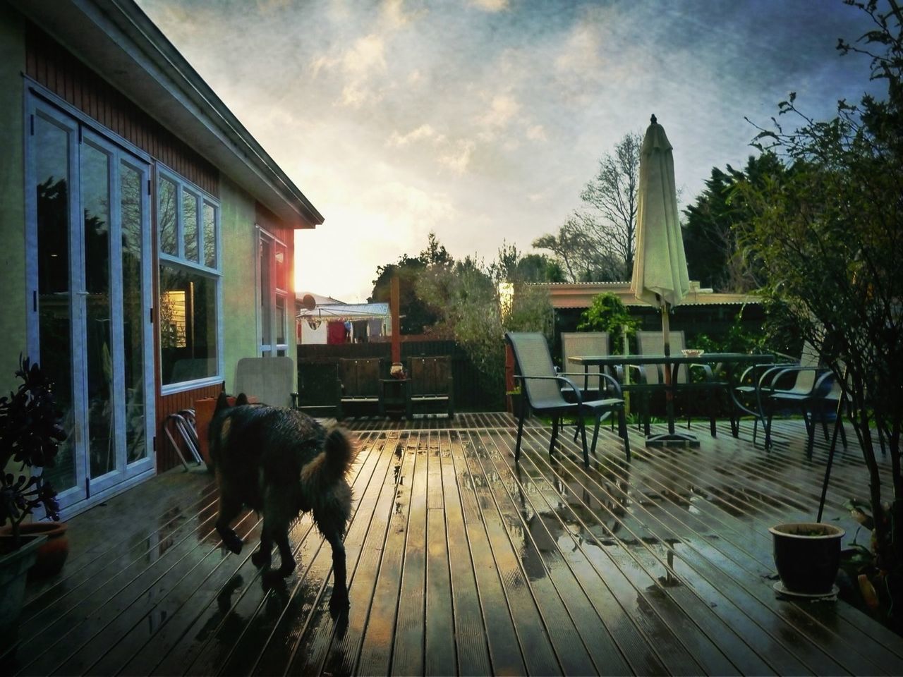 Dog on wet porch against cloudy sky