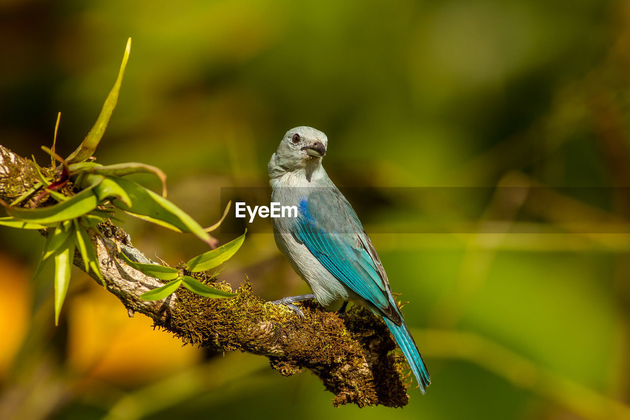 CLOSE-UP OF BIRD PERCHING ON TREE