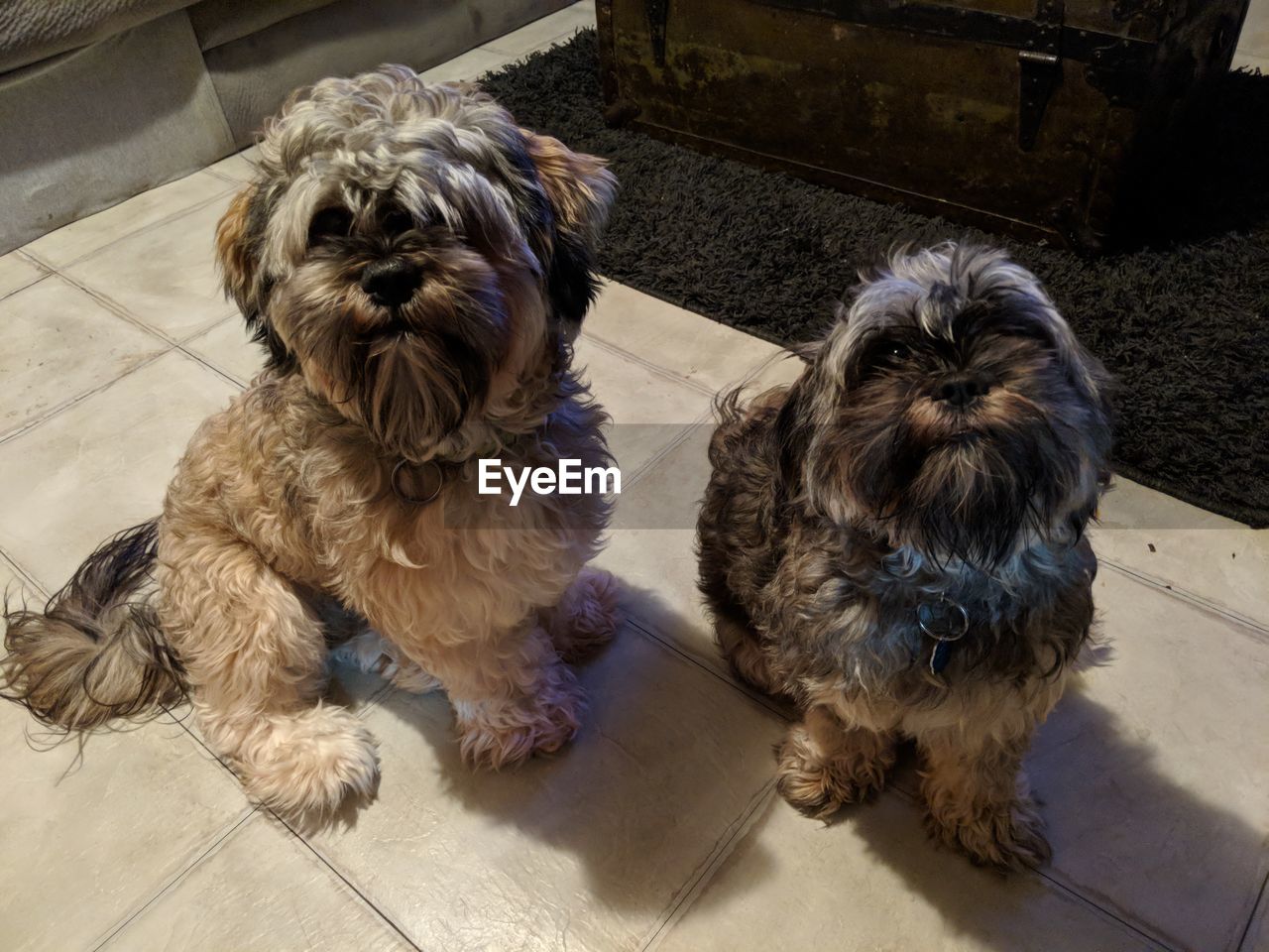 Close-up of dogs on floor