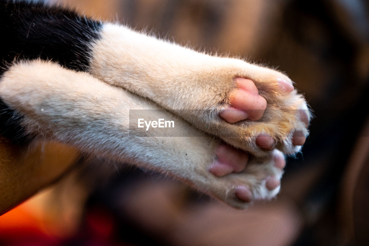 Animal legs of a domestic cat...