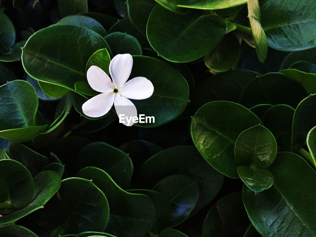 White flower with background of green leaves