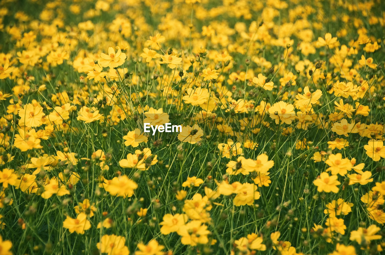 Yellow flowering plants on field