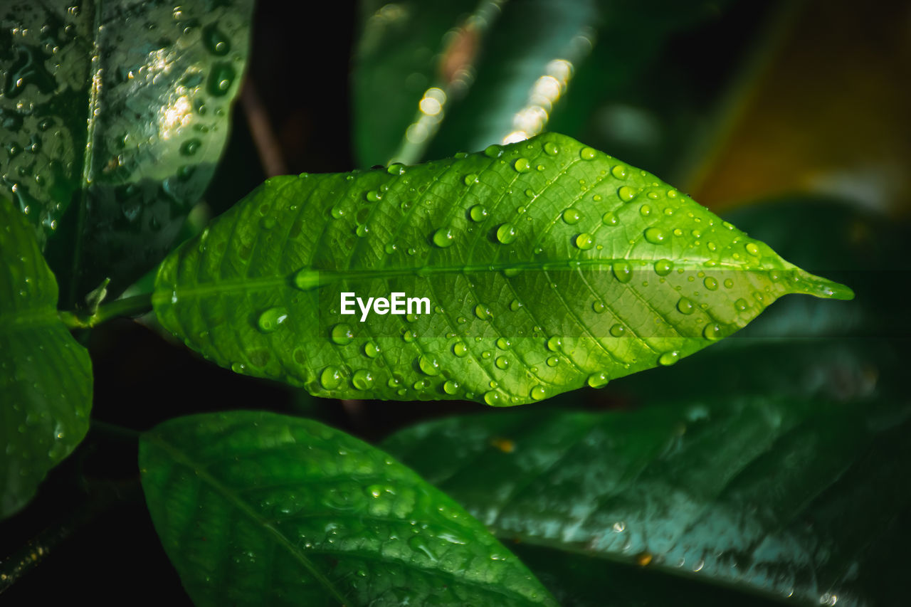 Close-up of wet plant leaves during rainy season