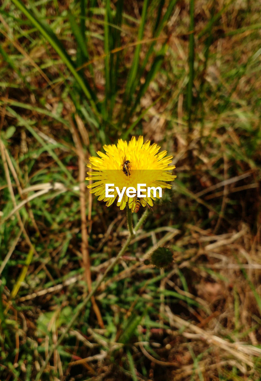 CLOSE-UP OF YELLOW FLOWERS BLOOMING IN FIELD