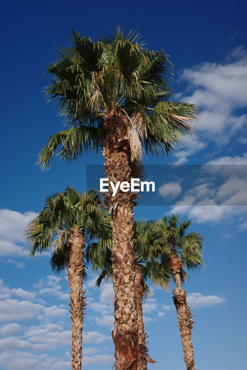 tree, palm tree, tropical climate, sky, plant, nature, blue, cloud, tropical tree, borassus flabellifer, tree trunk, trunk, no people, coconut palm tree, beauty in nature, growth, date palm tree, outdoors, low angle view, travel destinations, flower, land, tranquility, travel, environment, leaf, date palm, scenics - nature, sunny, food and drink, day, idyllic, branch, food, tourism, sunlight, landscape, palm leaf, tropical fruit, looking up, holiday, island, vacation