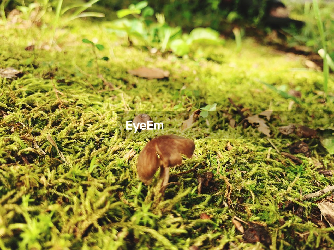 CLOSE-UP OF WILD MUSHROOM ON FIELD