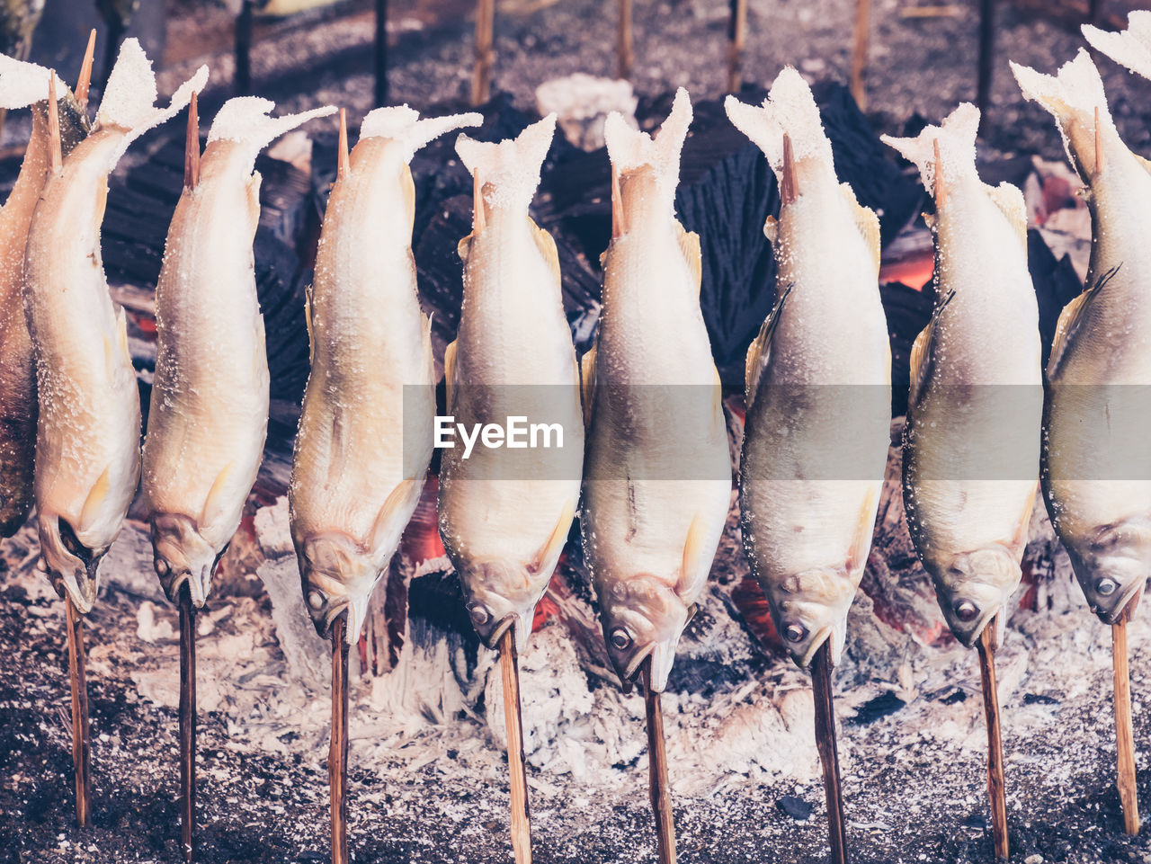 CLOSE-UP OF FISH ON GROUND
