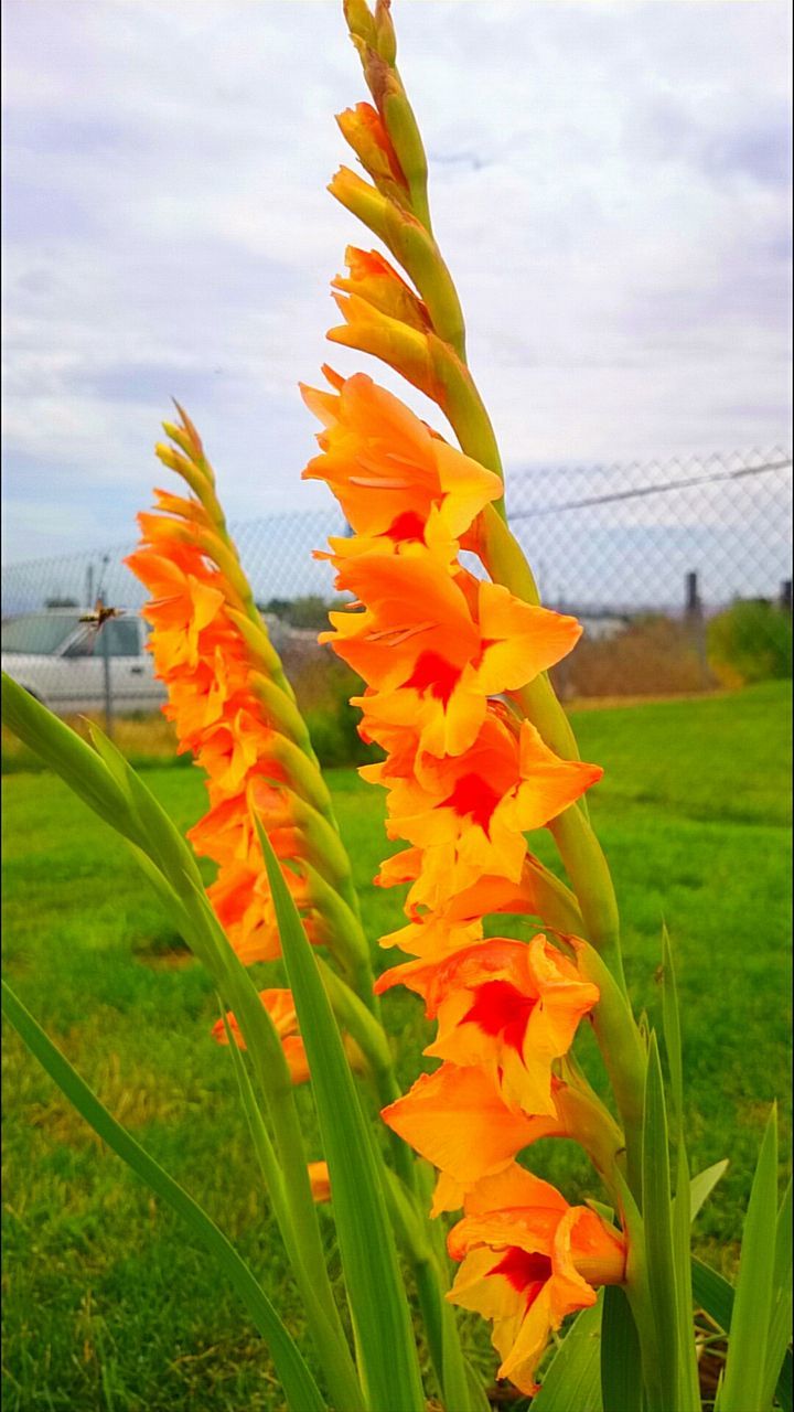 CLOSE-UP OF YELLOW FLOWERS BLOOMING IN FIELD