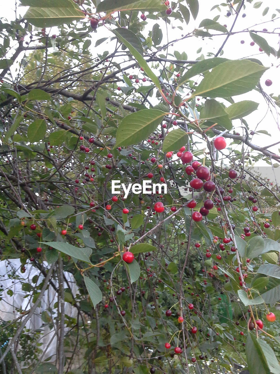 LOW ANGLE VIEW OF RED FLOWERS ON TREE