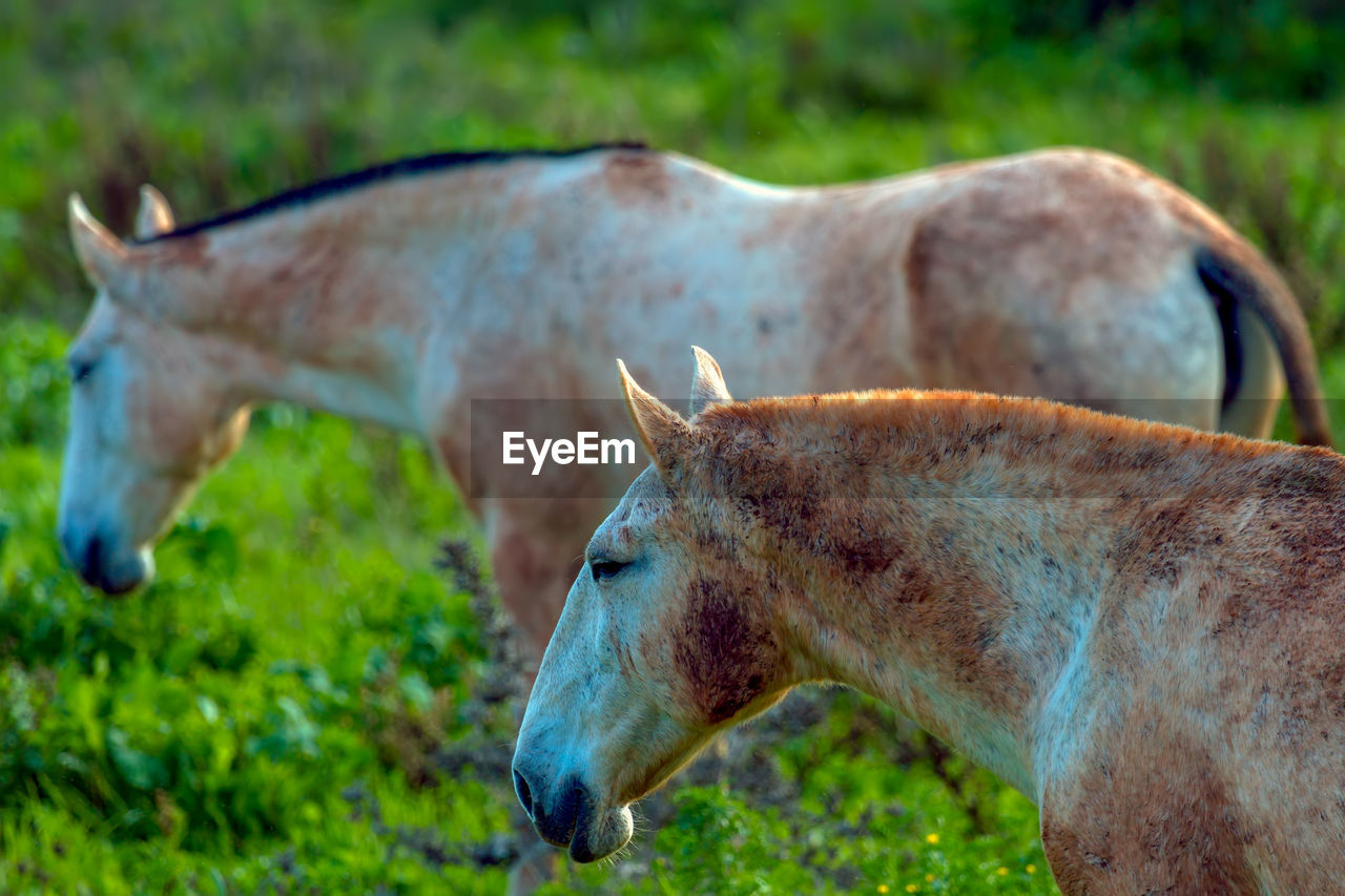 CLOSE-UP OF A HORSE IN THE FIELD