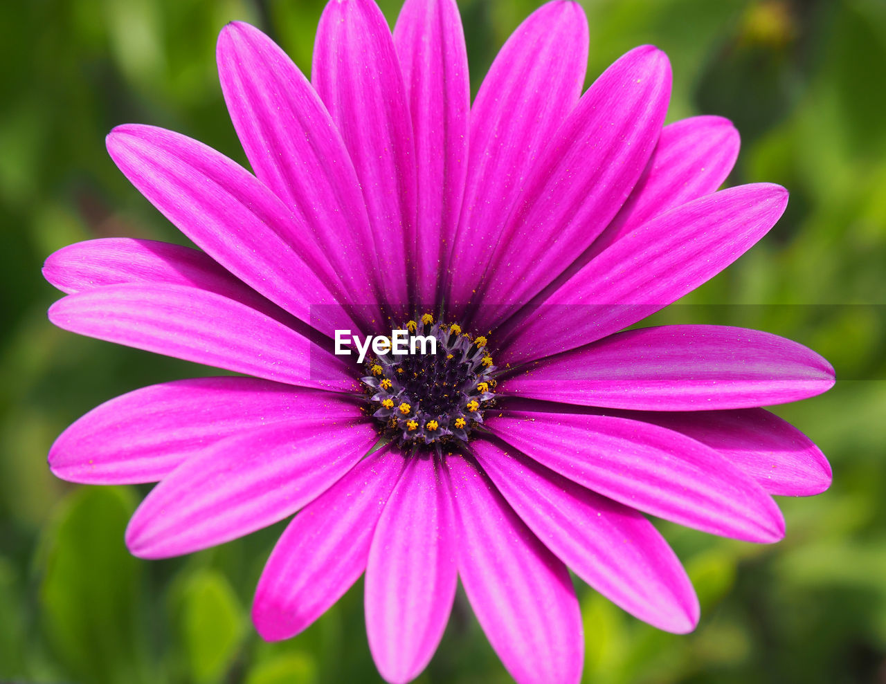 Close-up of pink flower