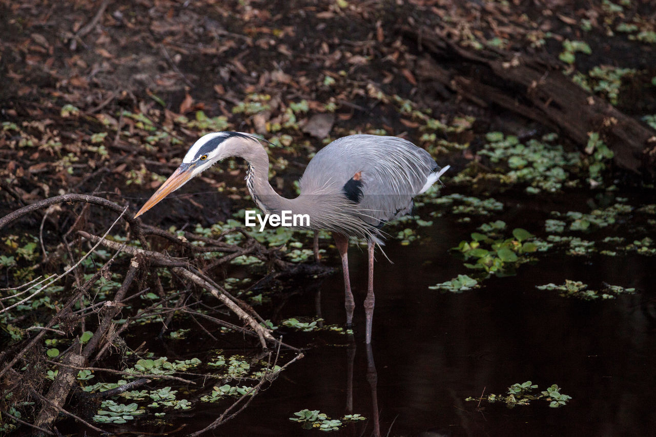 Great blue heron wading bird ardea herodias wades through a pond in search of fish in the myakka riv