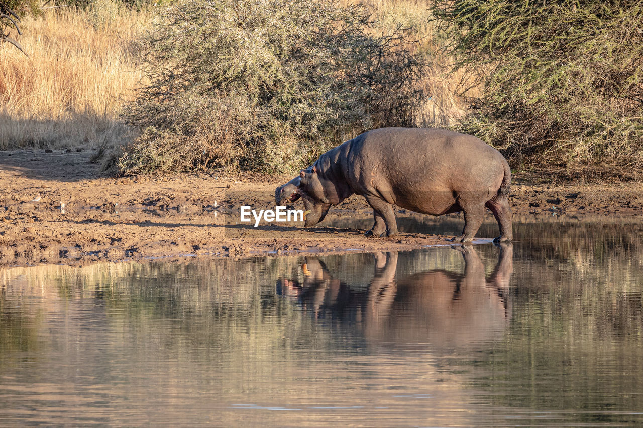 VIEW OF A DRINKING WATER FROM A LAKE