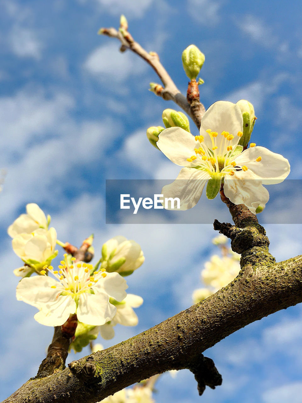 LOW ANGLE VIEW OF FLOWERS ON TREE