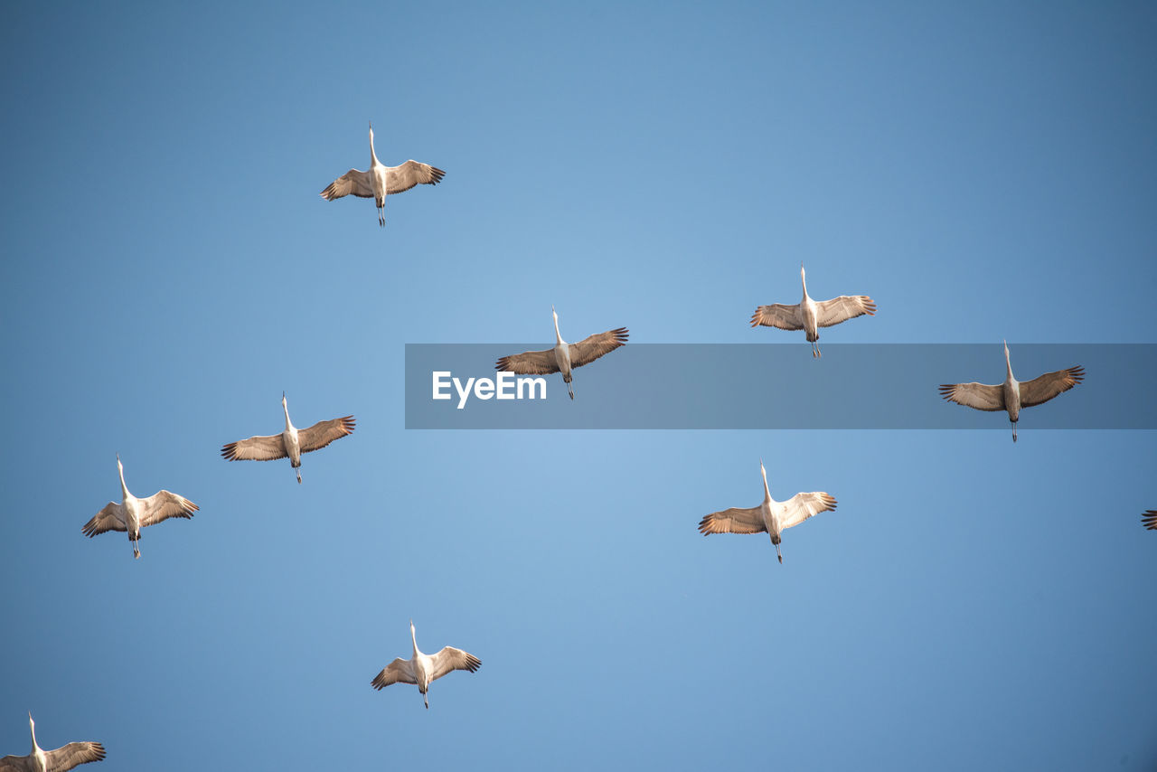 Low angle view of cranes flying against clear sky