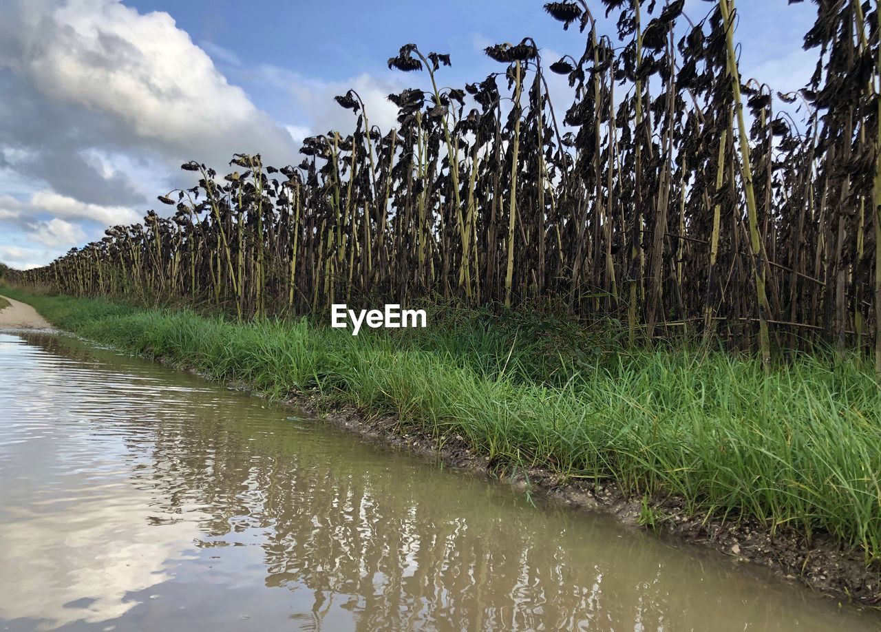 PLANTS GROWING ON FIELD