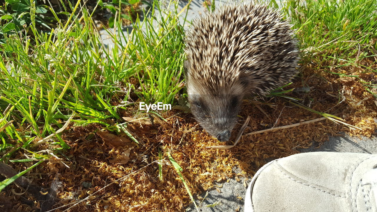 Low section of man standing by porcupine on field