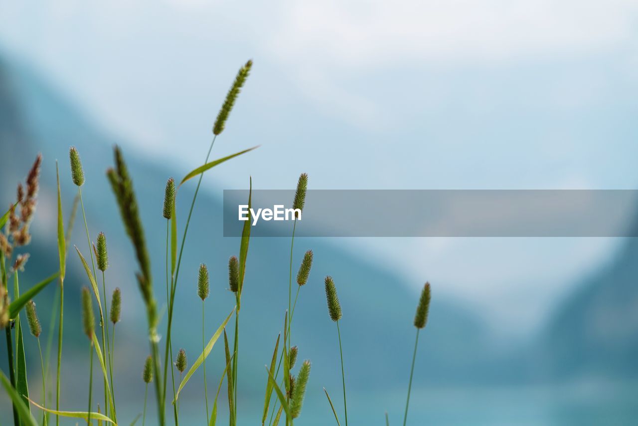 CLOSE-UP OF PLANT AGAINST SKY