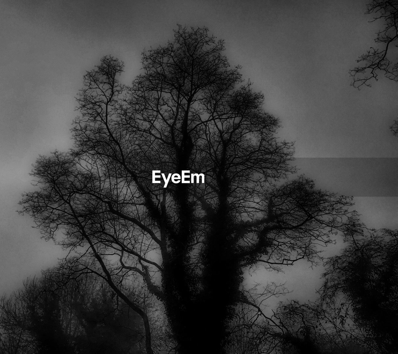 LOW ANGLE VIEW OF BARE TREES AGAINST SKY