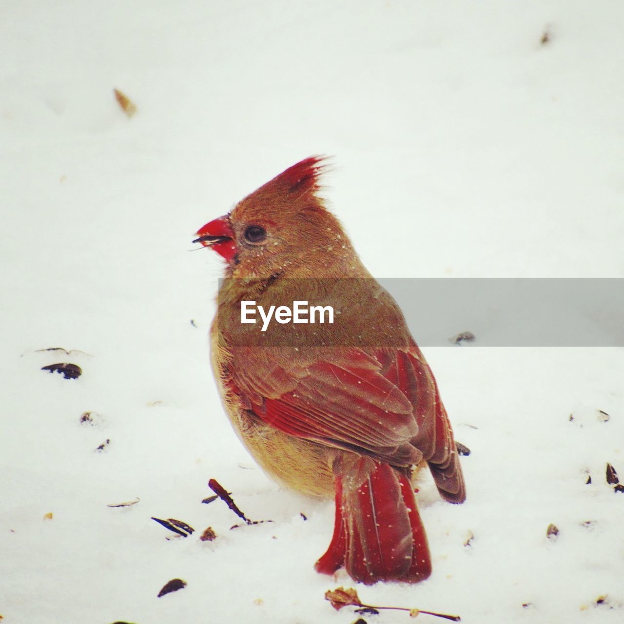 CLOSE-UP OF SPARROW PERCHING ON RED