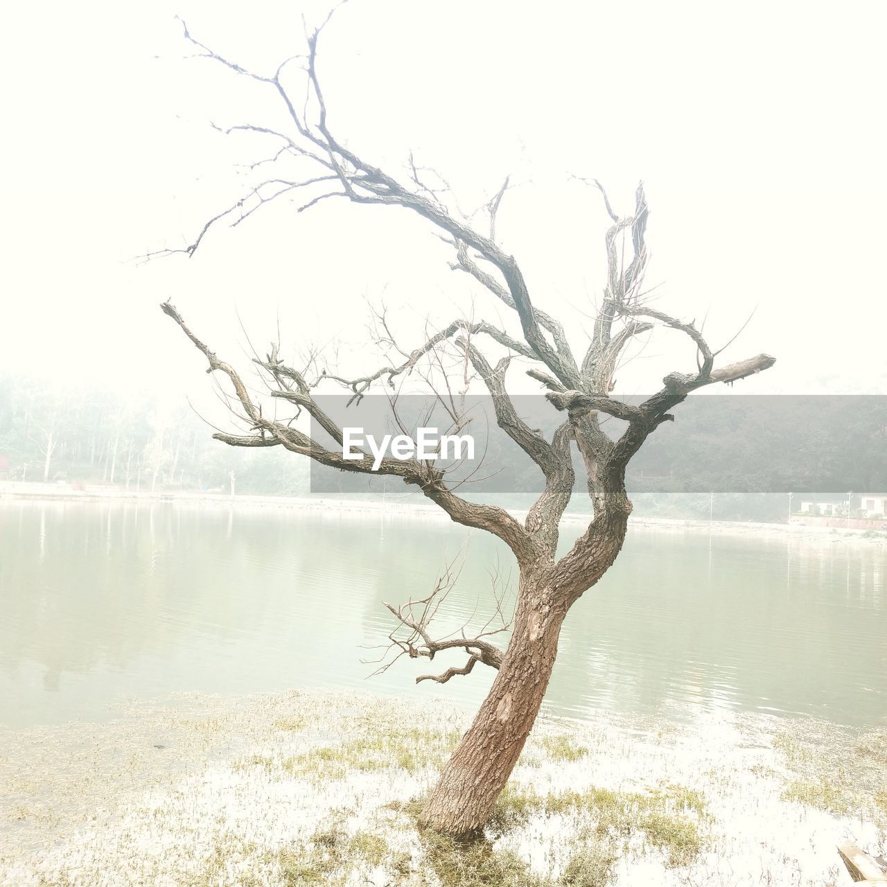 BARE TREE BY CALM LAKE