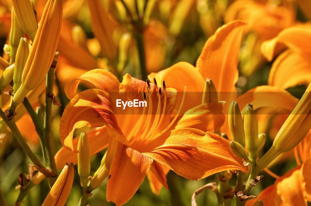 Close-up of orange flowering plant