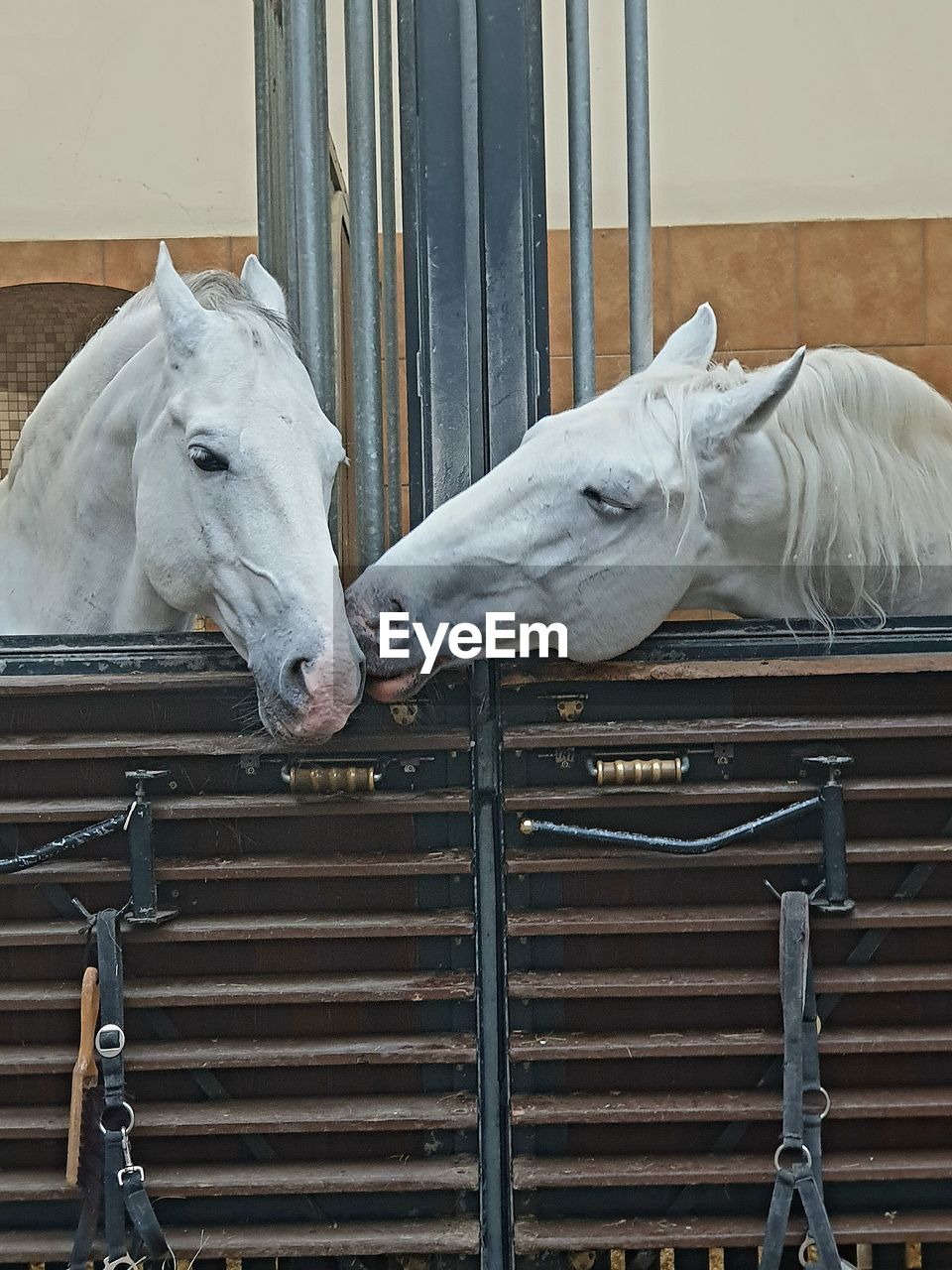 horse, animal, animal themes, mammal, domestic animals, livestock, pet, stallion, animal wildlife, no people, one animal, day, mare, wood, white, stable, mane, outdoors, statue, architecture, farm, working animal