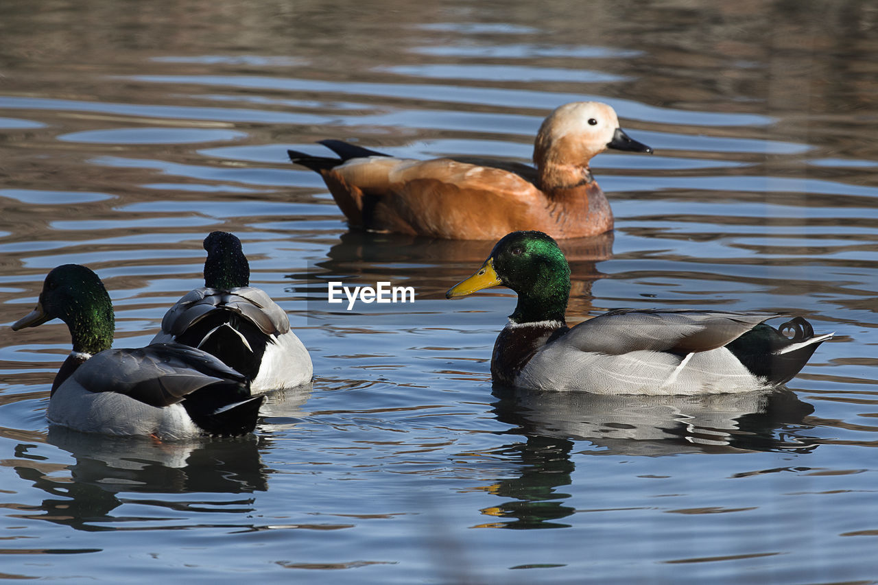DUCKS IN LAKE