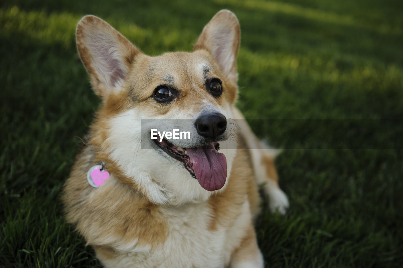 Pembroke welsh corgi sitting on field at park