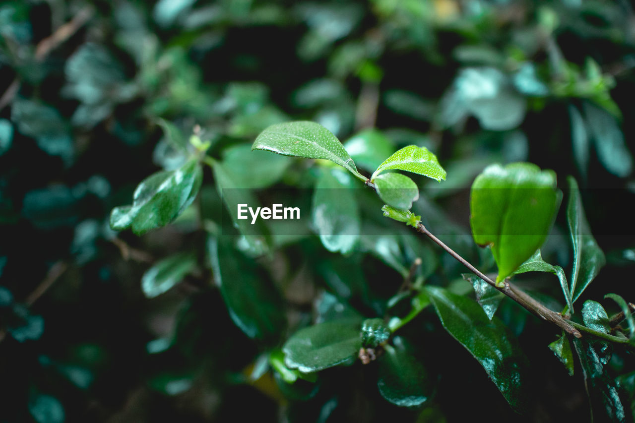 Close up of green bush fukien tea tree in the garden.