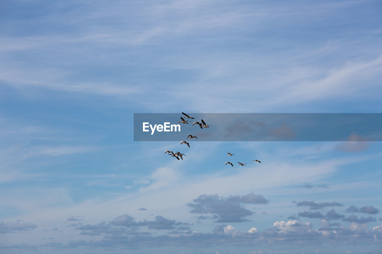 Low angle view of birds flying in sky