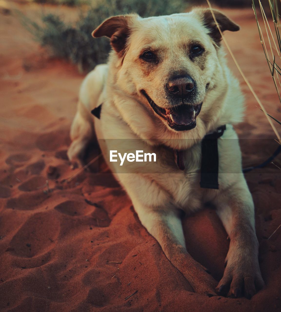 Close-up portrait of dog sitting on land