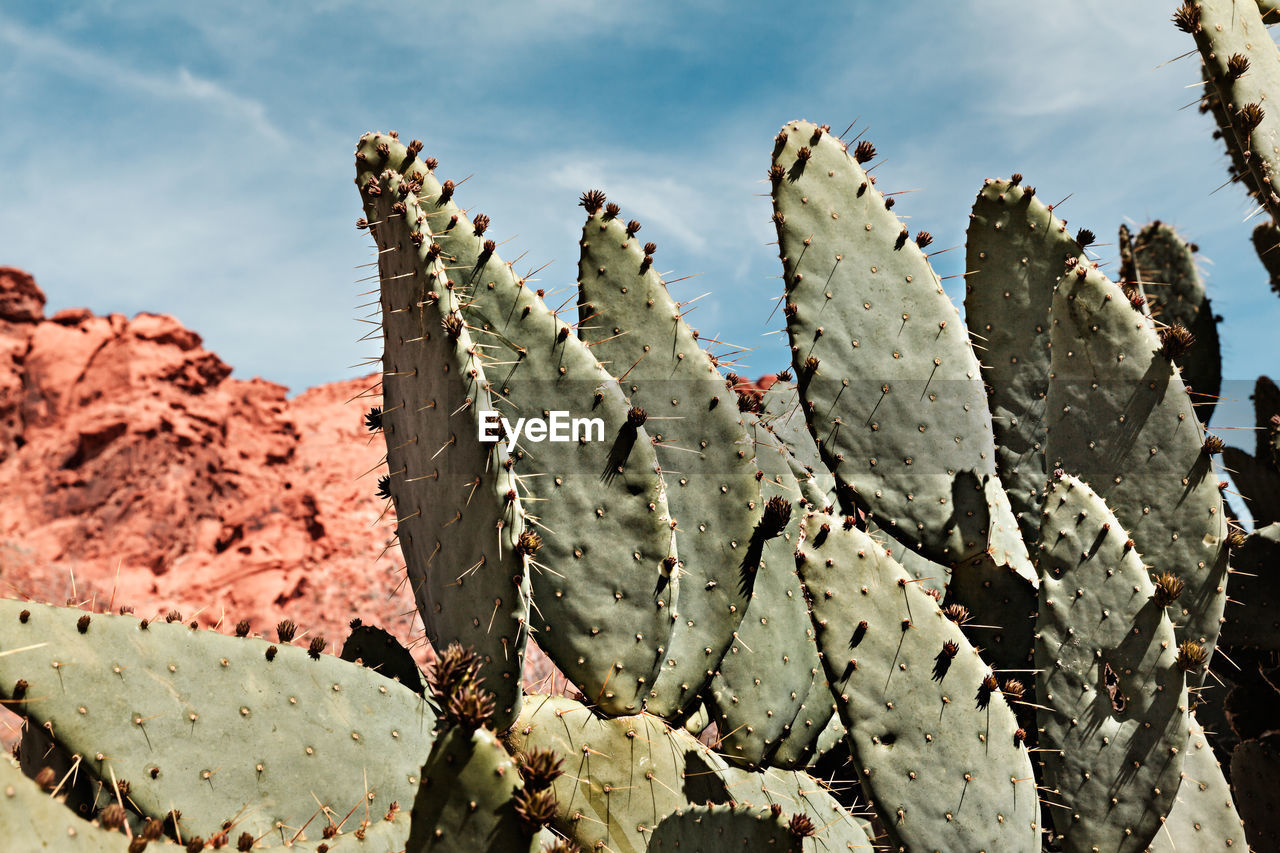 Close-up of prickly pear cactus