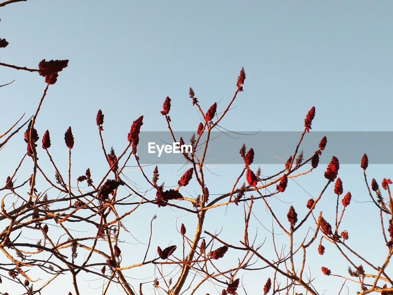 Low angle view of flowering plants against clear sky during winter