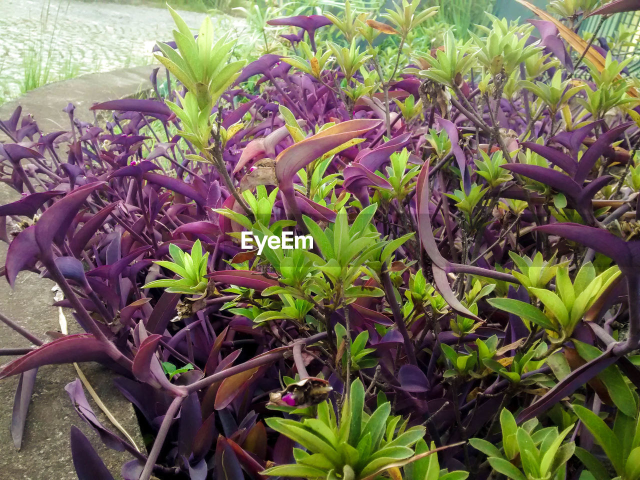 PURPLE FLOWER PLANT