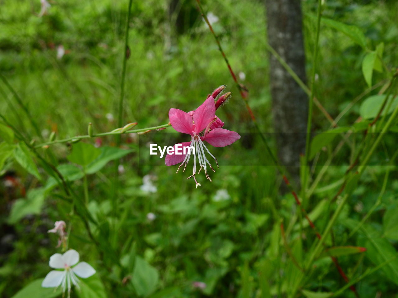 plant, flower, flowering plant, beauty in nature, freshness, nature, growth, wildflower, pink, fragility, petal, close-up, green, flower head, inflorescence, focus on foreground, no people, plant part, leaf, outdoors, day, botany, springtime, tree, meadow, land, blossom